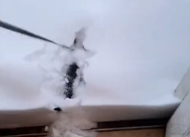 上一秒闹着出门,下一秒就被大雪“劝退”,狗子:好丢脸…-微信头条网 上一秒闹着出门,下一秒就被大雪“劝退”,狗子:好丢脸…