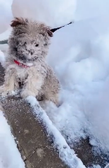 上一秒闹着出门,下一秒就被大雪“劝退”,狗子:好丢脸…-微信头条网 上一秒闹着出门,下一秒就被大雪“劝退”,狗子:好丢脸…