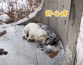 上一秒闹着出门,下一秒就被大雪“劝退”,狗子:好丢脸…-微信头条网 上一秒闹着出门,下一秒就被大雪“劝退”,狗子:好丢脸…