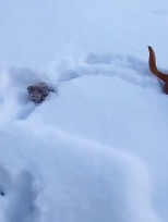 上一秒闹着出门，下一秒就被大雪“劝退”，狗子：好丢脸…