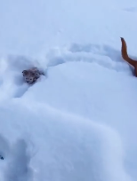 上一秒闹着出门,下一秒就被大雪“劝退”,狗子:好丢脸…-微信头条网 上一秒闹着出门,下一秒就被大雪“劝退”,狗子:好丢脸…