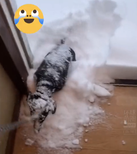 上一秒闹着出门,下一秒就被大雪“劝退”,狗子:好丢脸…-微信头条网 上一秒闹着出门,下一秒就被大雪“劝退”,狗子:好丢脸…