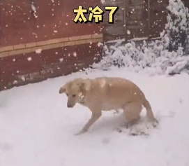 上一秒闹着出门,下一秒就被大雪“劝退”,狗子:好丢脸…-微信头条网 上一秒闹着出门,下一秒就被大雪“劝退”,狗子:好丢脸…