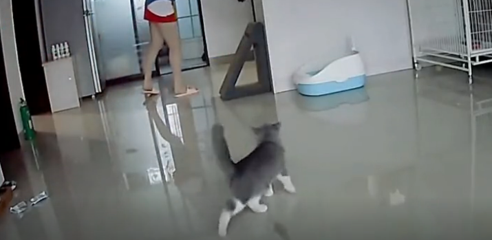 铲屎官不小心踩了小猫咪一脚,喵疼得直伸后腿,然后立刻咬腿报复回去…-微信头条网 铲屎官不小心踩了小猫咪一脚,喵疼得直伸后腿,然后立刻咬腿报复回去…