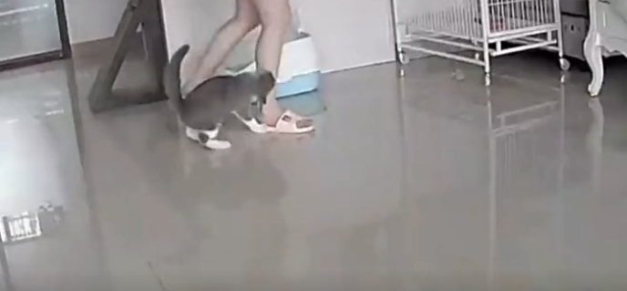铲屎官不小心踩了小猫咪一脚,喵疼得直伸后腿,然后立刻咬腿报复回去…-微信头条网 铲屎官不小心踩了小猫咪一脚,喵疼得直伸后腿,然后立刻咬腿报复回去…
