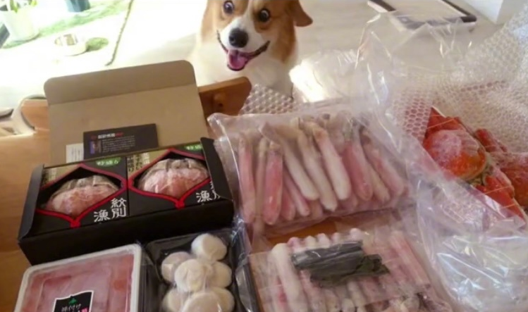 今天,我被一只狗狗的眼神给“镇住”了…-微信头条网 今天,我被一只狗狗的眼神给“镇住”了…