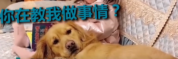 今天,我被一只狗狗的眼神给“镇住”了…-微信头条网 今天,我被一只狗狗的眼神给“镇住”了…