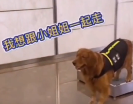 今天,我被一只狗狗的眼神给“镇住”了…-微信头条网 今天,我被一只狗狗的眼神给“镇住”了…