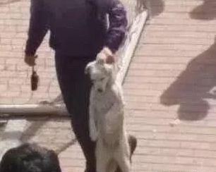 狗子乱入马拉松赛道,跑到终点时竟被“采访”…-微信头条网 狗子乱入马拉松赛道,跑到终点时竟被“采访”…