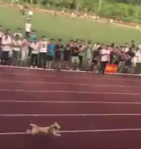 狗子乱入马拉松赛道，跑到终点时竟被“采访”…