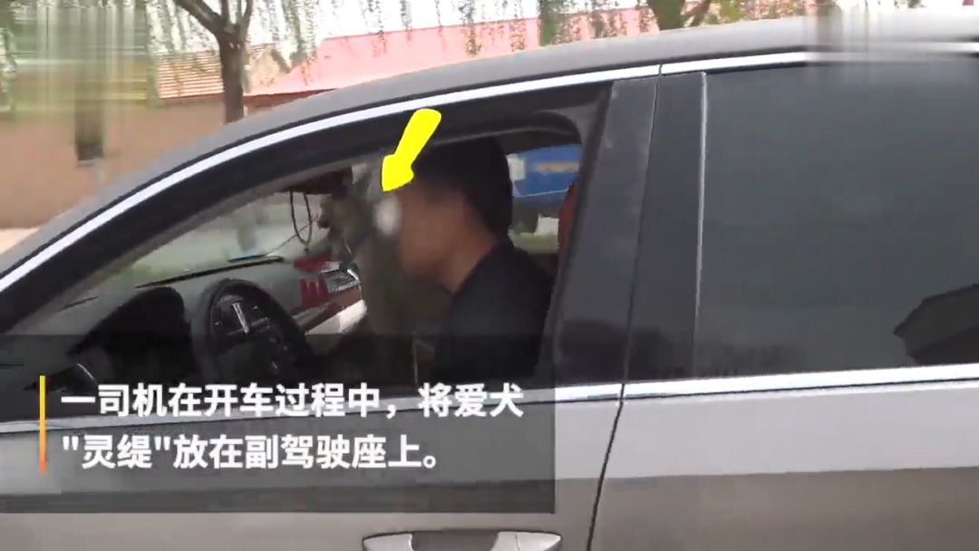 開車帶狗兜風竟被扣分罰款？打開車門一看，這處罰不冤！ 寵物 第3張