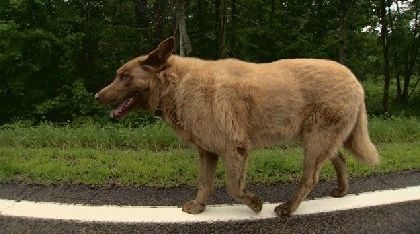 為了報答收養恩情，流浪狗每天暴走6公里！它去幹嘛了？ 未分類 第10張