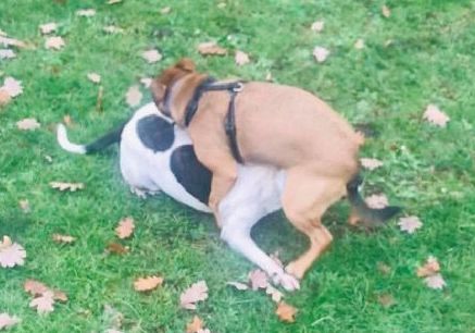 高齡老狗受盡磨難，被收養後不肯親近人類。直到主人做了這件事後... 寵物 第9張