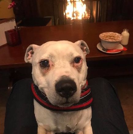 高齡老狗受盡磨難，被收養後不肯親近人類。直到主人做了這件事後... 寵物 第3張