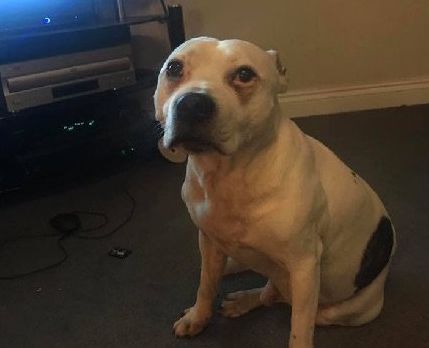 高齡老狗受盡磨難，被收養後不肯親近人類。直到主人做了這件事後... 寵物 第7張