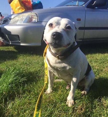 高齡老狗受盡磨難，被收養後不肯親近人類。直到主人做了這件事後... 寵物 第24張