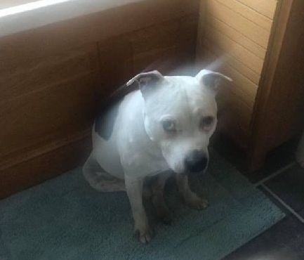 高齡老狗受盡磨難，被收養後不肯親近人類。直到主人做了這件事後... 寵物 第4張