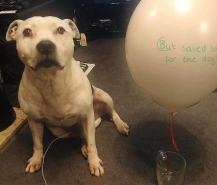 高齡老狗受盡磨難，被收養後不肯親近人類。直到主人做了這件事後... 寵物 第8張