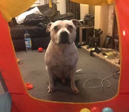 高齡老狗受盡磨難，被收養後不肯親近人類。直到主人做了這件事後... 寵物 第6張