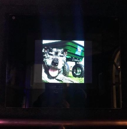 高齡老狗受盡磨難，被收養後不肯親近人類。直到主人做了這件事後... 寵物 第19張