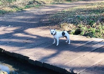 高齡老狗受盡磨難，被收養後不肯親近人類。直到主人做了這件事後... 寵物 第12張