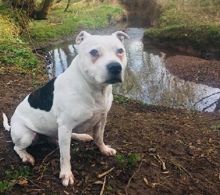 高齡老狗受盡磨難，被收養後不肯親近人類。直到主人做了這件事後... 寵物 第13張