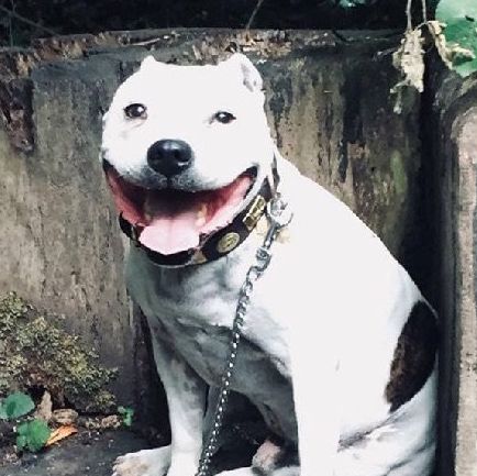 高齡老狗受盡磨難，被收養後不肯親近人類。直到主人做了這件事後... 寵物 第10張