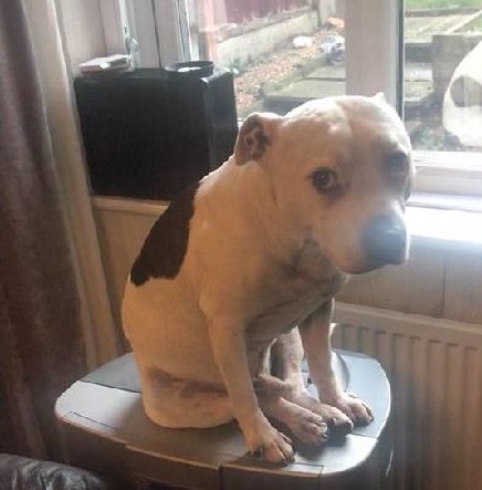 高齡老狗受盡磨難，被收養後不肯親近人類。直到主人做了這件事後... 寵物 第5張