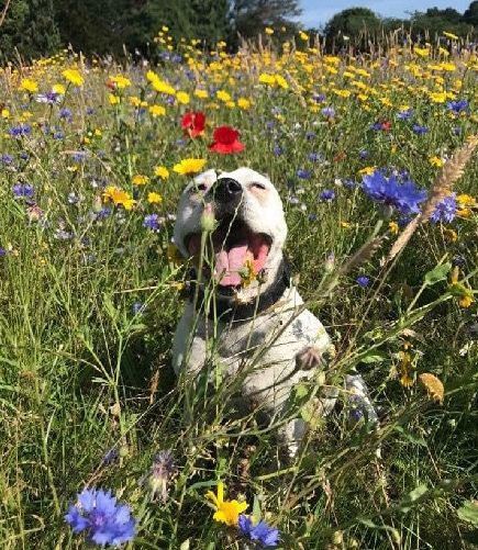 高齡老狗受盡磨難，被收養後不肯親近人類。直到主人做了這件事後... 寵物 第25張