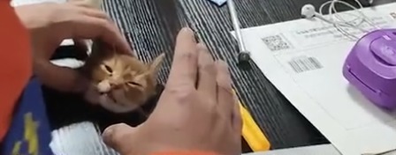 吉林一猫咪被卡在吊顶上,装修工人破顶救猫…-微信头条网 吉林一猫咪被卡在吊顶上,装修工人破顶救猫…