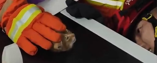 吉林一猫咪被卡在吊顶上,装修工人破顶救猫…-微信头条网 吉林一猫咪被卡在吊顶上,装修工人破顶救猫…