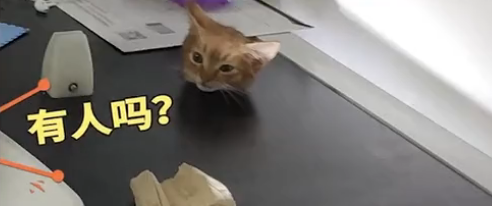 吉林一猫咪被卡在吊顶上,装修工人破顶救猫…-微信头条网 吉林一猫咪被卡在吊顶上,装修工人破顶救猫…