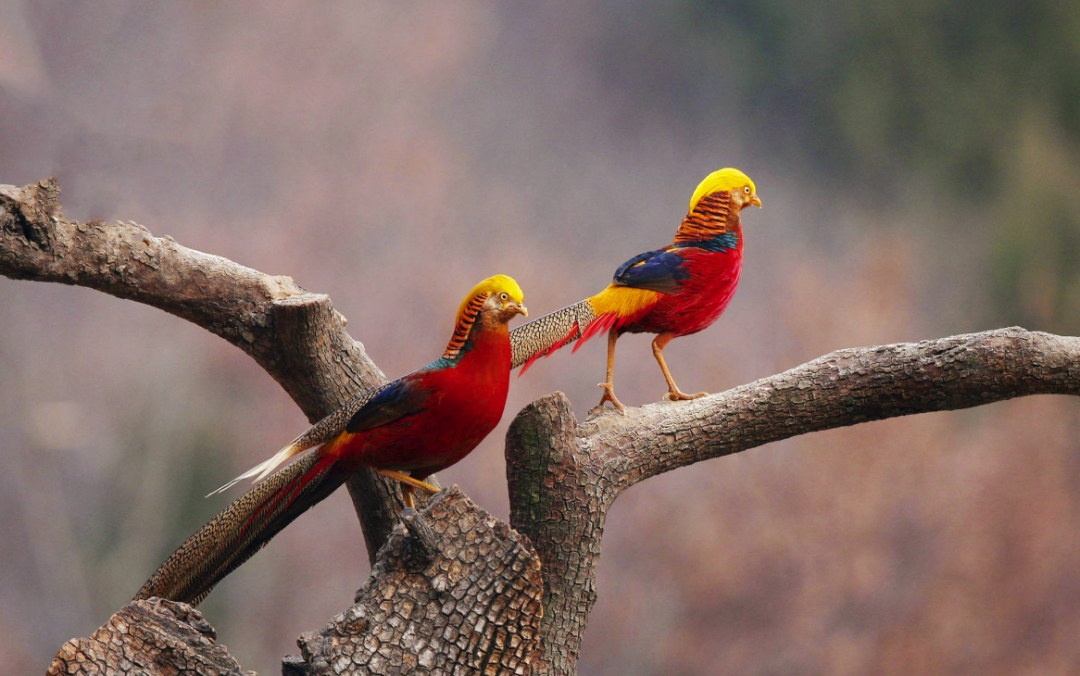 中国教授花一生为枇杷"改名",引网友微博怒赞15w67:去他的"日本山楂