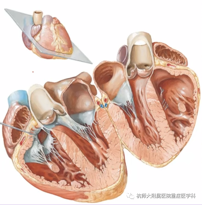 什么是超声容积探头重症心脏超声图像的获取_https://www.jmylbn.com_新闻资讯_第11张