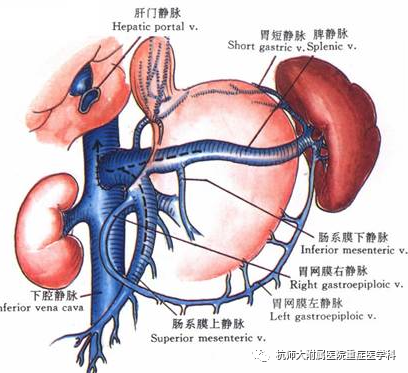 以微創的方式從結構上顯著降低門靜脈阻力,是降低肝硬化患者門靜脈