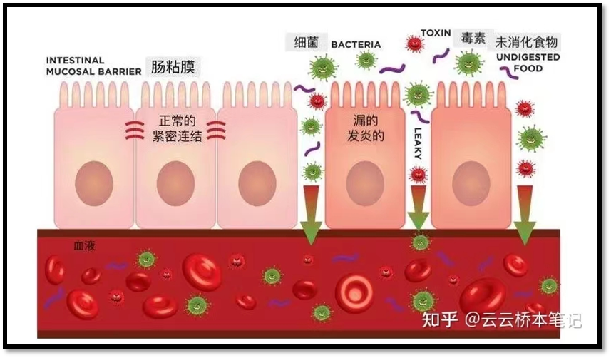 藜麦吃了有什么用_藜麦吃有什么好处_藜麦为什么不建议单独吃