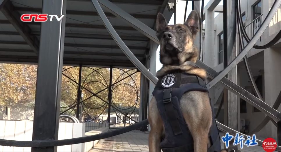 王思聪被取消限制消费令；库克再谈乔布斯；北京首批警用克隆犬入警(图7)