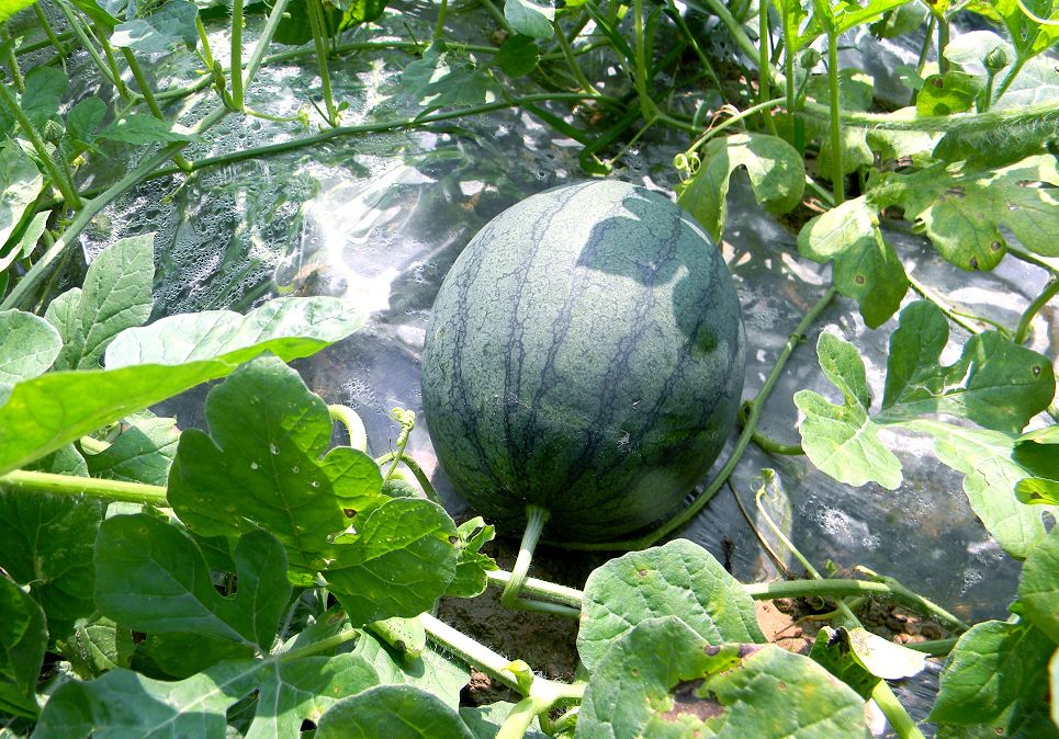 它不愧是怀集"瓜中之王"--肇房网