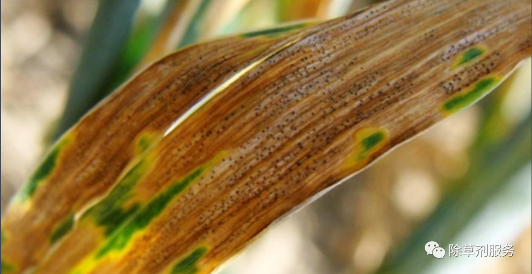 小麦叶枯病的发生与防治