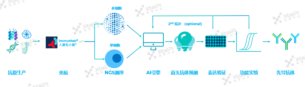 伊米诺康携手晶泰科技，以人工智能技术提升全人源抗体发现能力，全新模式助力抗体类药物研发 | 战略合作