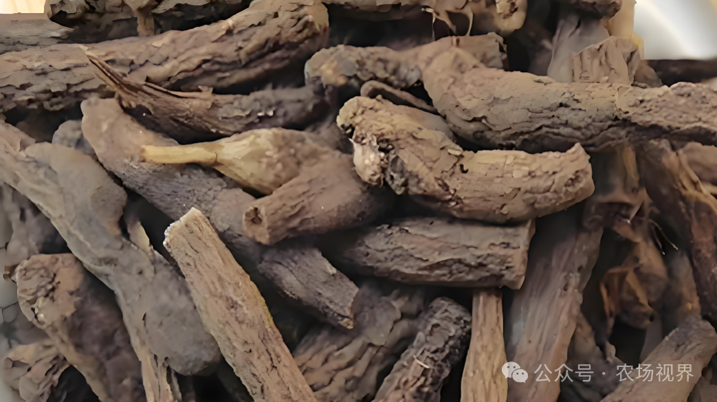 种植参考：仙茅近期行情看涨，价格坚挺