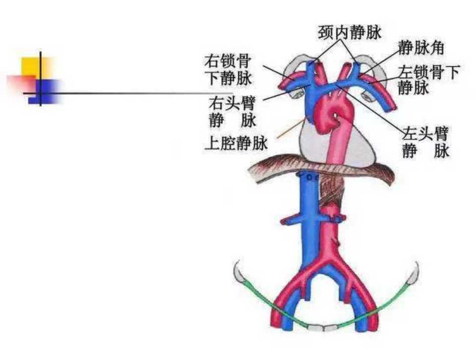 为什么要用动脉留置针【科普】右手优先？为什么CT增强留置针有这样说法？_https://www.jmylbn.com_新闻资讯_第9张