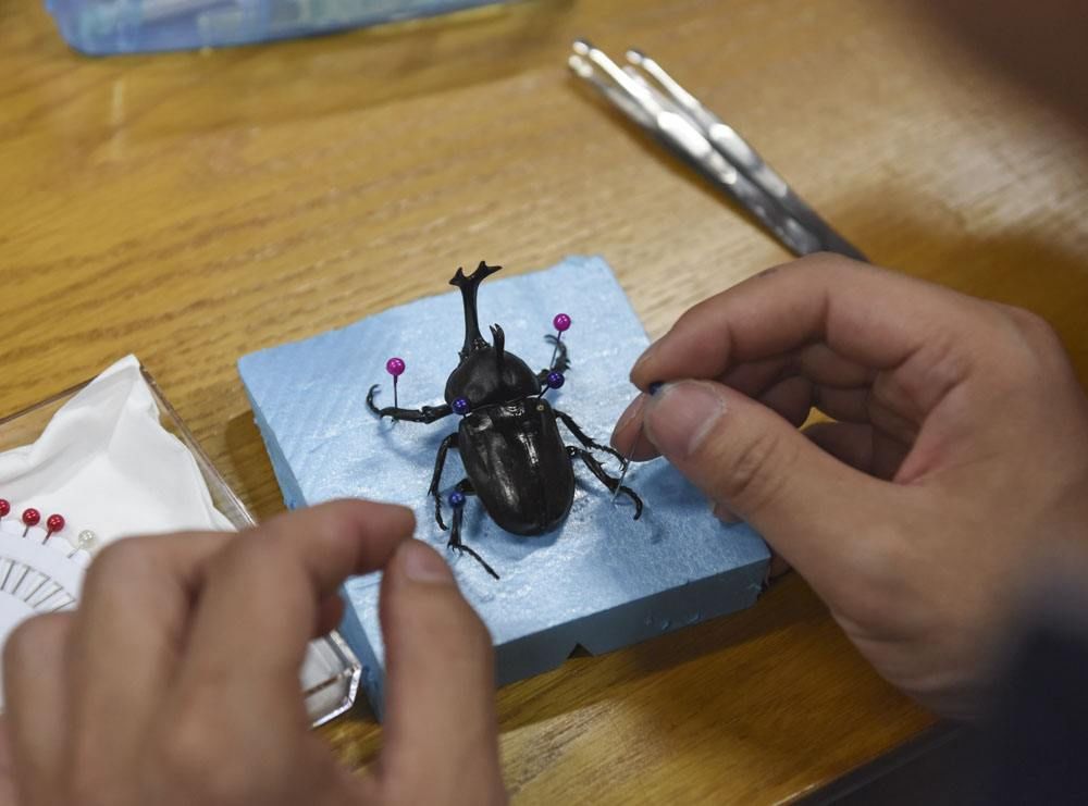 甲虫记 | 走进虫界武士——独角仙,让大自然成为孩子不言而教的课堂!