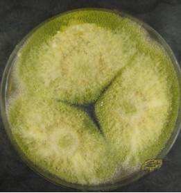 霉菌的菌落特征图片