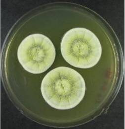 木霉菌落开始时为白色,致密,圆形,向四周扩展,后从菌落中央产生绿色