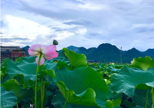 別工作了，我帶你去雲南這個仙境過一生 旅行 第12張