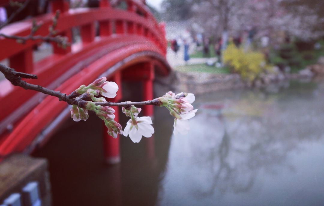 最近的天氣非非非非非常適合去武漢看櫻花。 旅遊 第27張