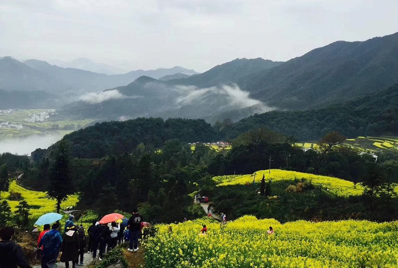 婺源解封了，油菜花也開了 旅遊 第19張