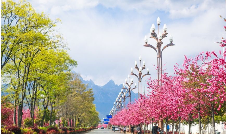 櫻花三月，我在麗江等你 旅遊 第2張