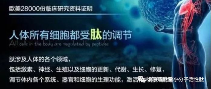【肽科普】探索与发现：人体所有的脏器，每时每刻都在合成肽